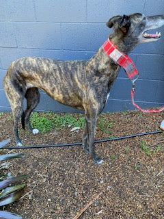 Martingale Greyhound Lead - Red Grey Check