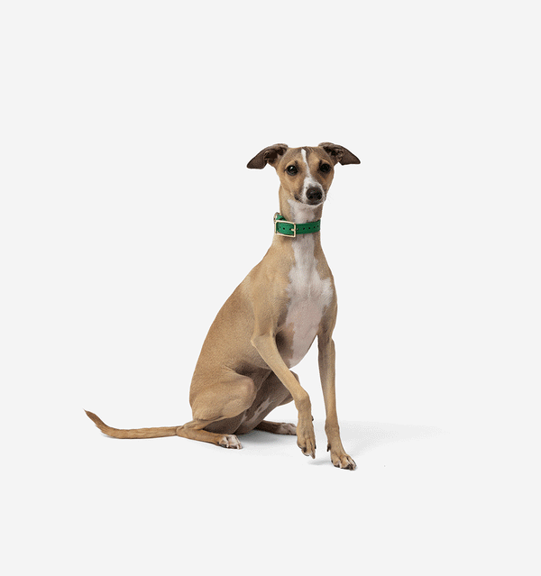 Bright Green Leather Collar