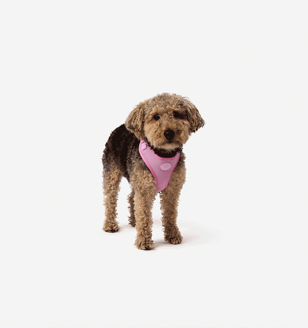 Light Pink Harness