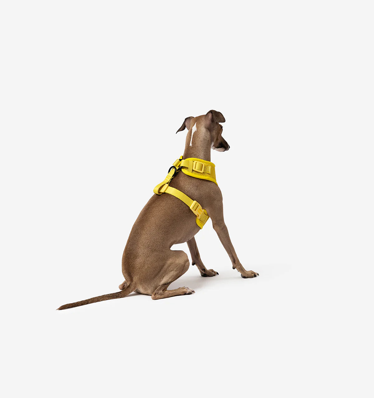 Bright Yellow Dog Harness